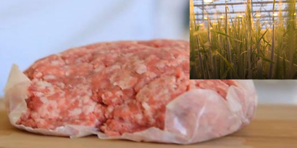 Amazing world ! Meat is produced from barley